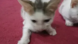 1-3 months Female Purebred American Shorthair