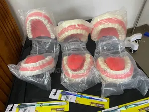 Dental Model