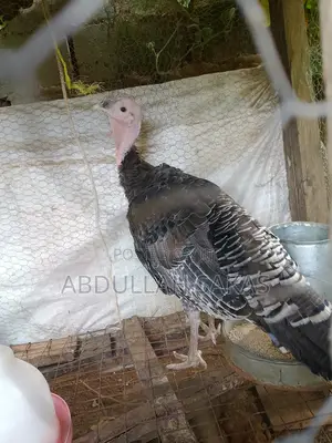 Healthy 18 Weeks Female Local Turkey for Sale