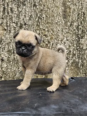 1-3 months Female Purebred Pug