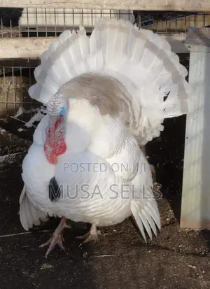 Strong and Healthy Adult Turkey Available