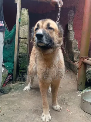 1+ year Female Purebred Caucasian Shepherd