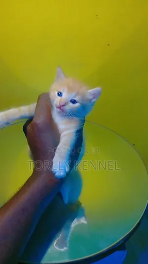 1-3 months Male Purebred Turkish Angora