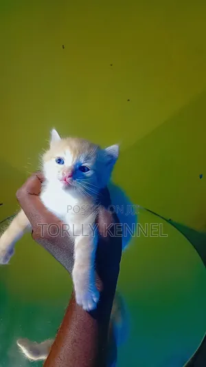 1-3 months Male Purebred Turkish Angora