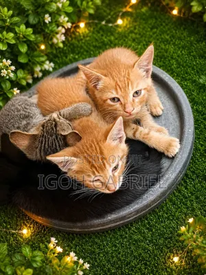1-3 months Female Mixed Breed British Shorthair