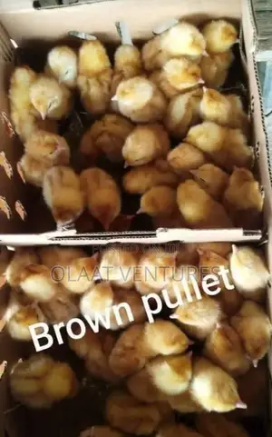 Day Old Turkey and Broilers