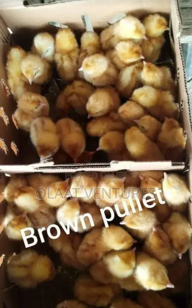 Day Old Turkey and Broilers