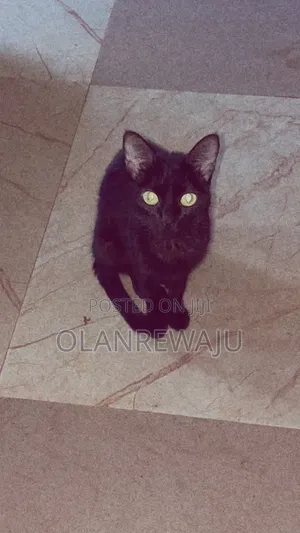 6-12 months Female Purebred Bombay
