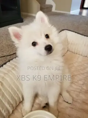 1-3 months Female Mixed Breed American Eskimo