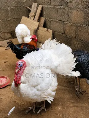 Brtish White Foreign Turkey