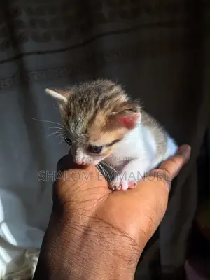 0-1 month Female Mixed Breed Tabby