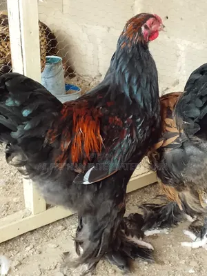 Gold Laced Brahma Rooster