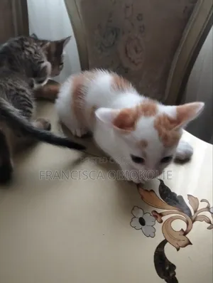 1-3 months Male Mixed Breed Tabby