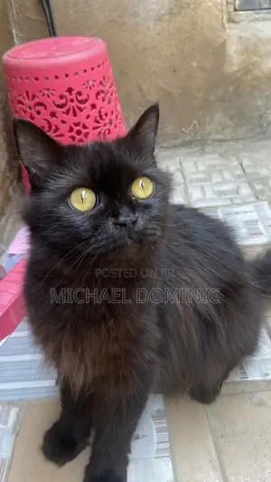 1+ year Female Purebred Persian