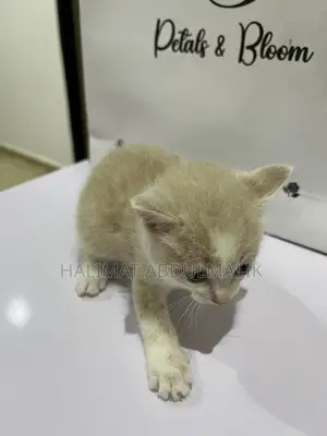 0-1 month Male Mixed Breed Tabby
