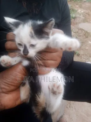 1-3 months Female Purebred American Shorthair