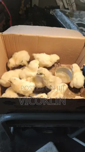 Silkies Exotic Chicken Chicks