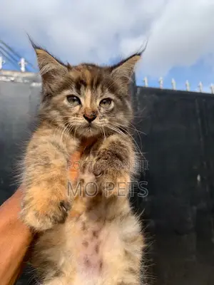 1-3 months Female Purebred Maine Coon