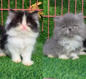 1-3 months Male Purebred Persian