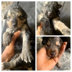 0-1 month Female Purebred German Shepherd