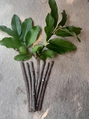 Guava Chewing Sticks