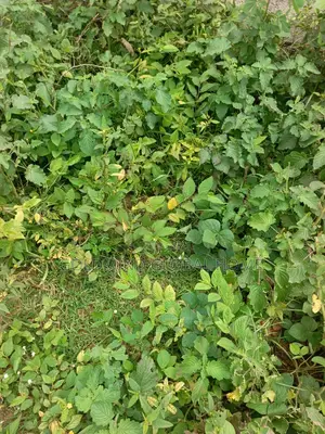 Commercial Land for Sale in Gudu Market, Abuja. 7500sqm.