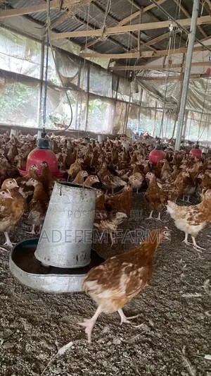 12 Weeks Point of Cage Isa Brown Pullet Bulk Available Ibadan