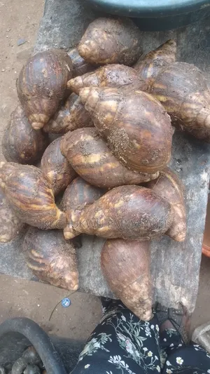 Snail and Water Snails