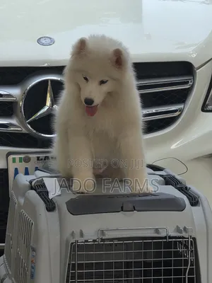 3-6 months Female Purebred Samoyed