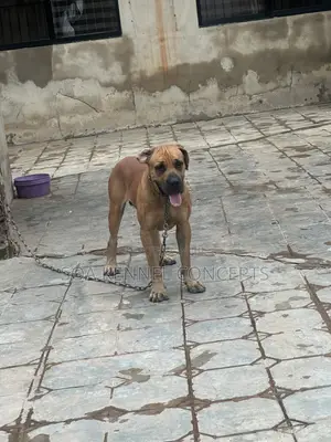 1+ year Male Purebred Boerboel