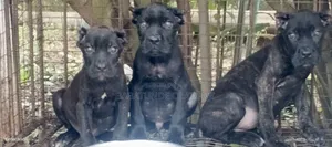 1-3 months Female Purebred Cane Corso