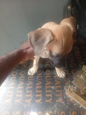 1-3 months Male Mixed Breed Boerboel