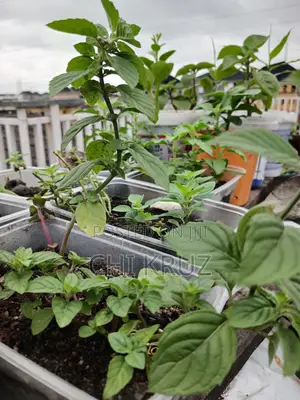 7 Choice Seedlings Vegetables and Herbs