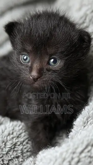 0-1 month Female Purebred Bombay