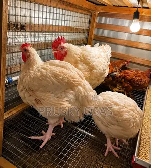 Live Chicken Available – Order Now