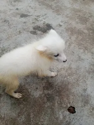 1-3 months Male Purebred American Eskimo
