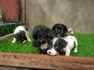 1-3 months Female Purebred Chihuahua