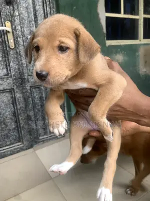 1-3 months Male Mixed Breed Basenji