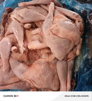 Normal Chicken Lap