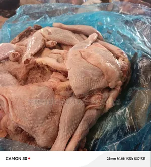 Normal Chicken Lap