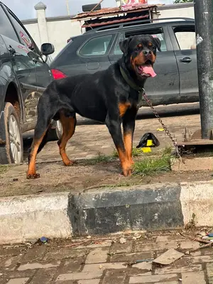 1+ year Male Purebred Rottweiler