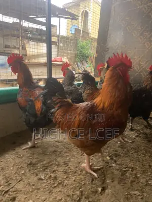 Live Chicken