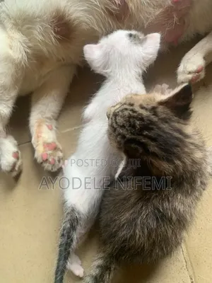 0-1 month Female Mixed Breed Cat