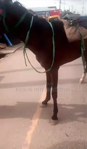 Hire Horse for Events