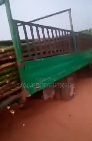 Tet Thick and Long Bamboo