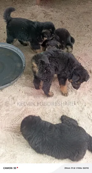 1-3 months Male Mixed Breed Caucasian Shepherd