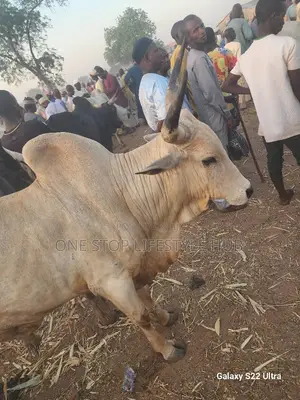 Cows, Stone-Free Rice Wholesale Grains – Decola Project
