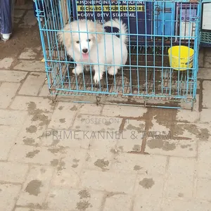 0-1 month Female Purebred Lhasa Apso