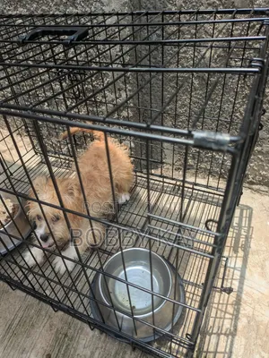 3-6 months Female Purebred Lhasa Apso