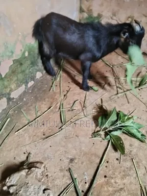 Buck (He Goat)